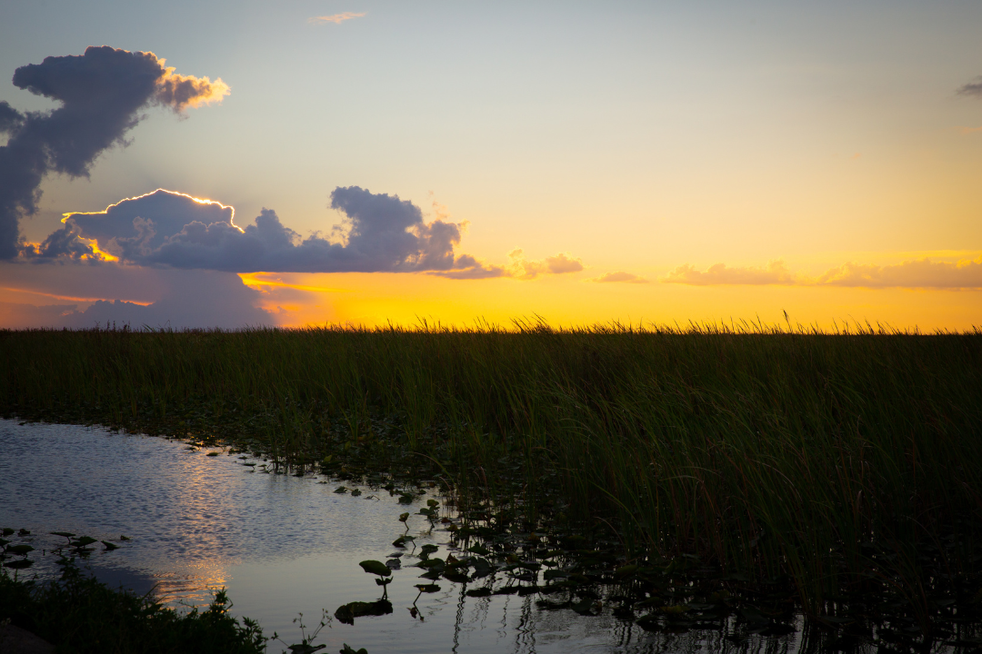 Alligator Alley Bass fishing charter